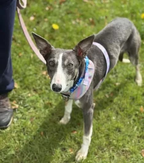Sparrow, female Whippet for adoption at Blue Cross, London photo 2