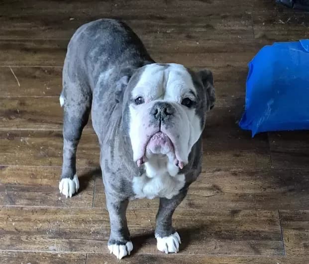 Sully, male English Bulldog for adoption at Blue Cross, London
