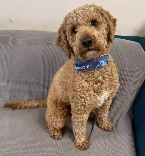 Waffle, male Cockapoo for adoption at Blue Cross, London