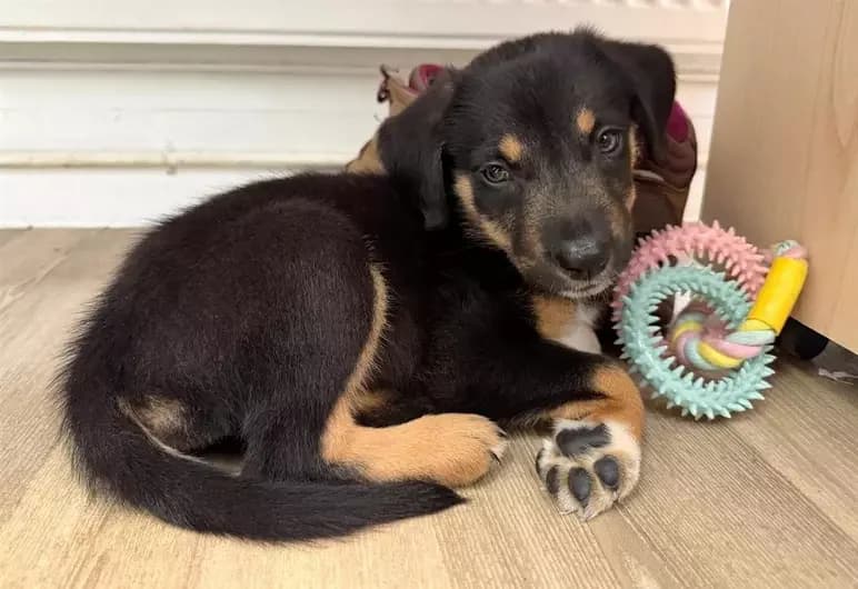 Willow, female mixed breed for adoption at Blue Cross, London