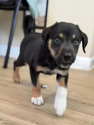 Willow, female mixed breed for adoption at Blue Cross, London — photo 2 of 2