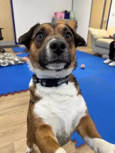 Zeus, male Jack Russell Terrier for adoption at Blue Cross, London