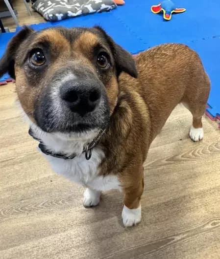 Zeus, male Jack Russell Terrier for adoption at Blue Cross, London — photo 2 of 2