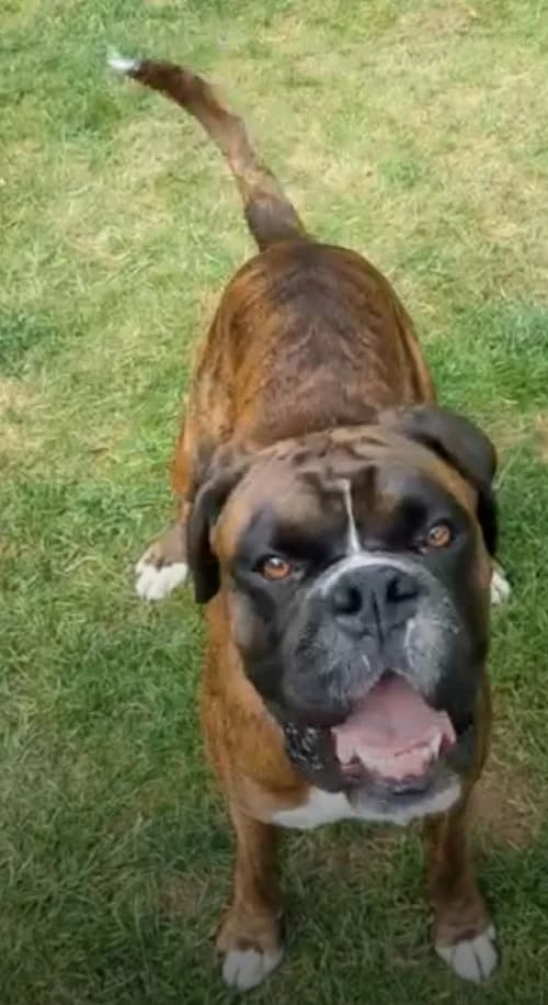 Elvis,  (Boxer Dog Rescue)