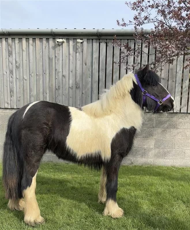 Beverly, Mixed Breed (Bransby Horses Rescue & Welfare)