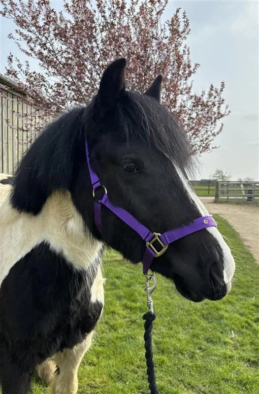 Eider, female young Mixed Breed for adoption at Bransby Horses Rescue & Welfare, Lincoln