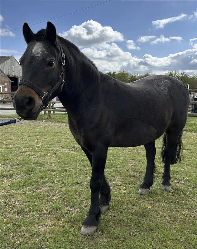 Ernie, male senior Mixed Breed for adoption at Bransby Horses Rescue & Welfare, Lincoln