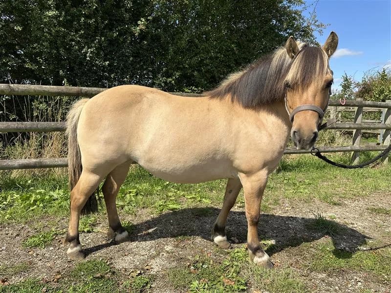 Harper, female senior Mixed Breed for adoption at Bransby Horses Rescue & Welfare, Lincoln