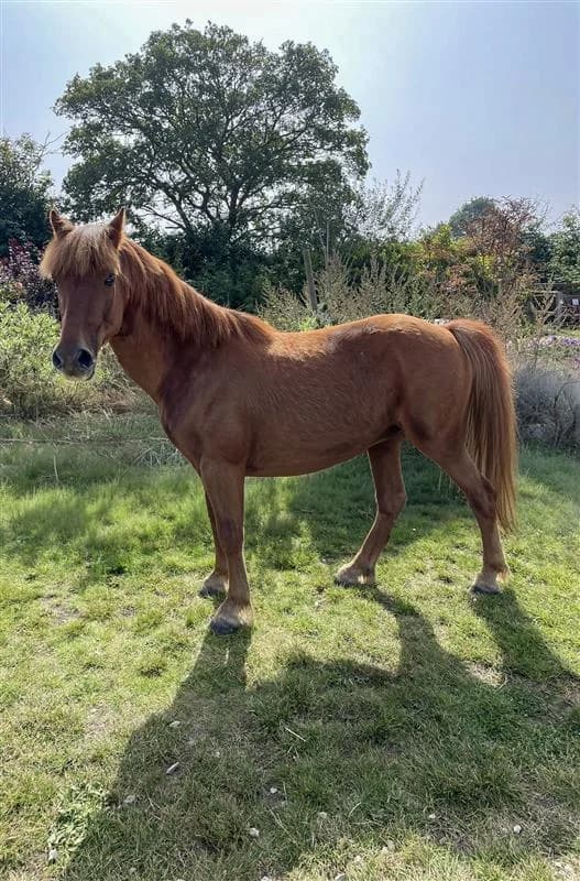 Horatio, male senior Mixed Breed for adoption at Bransby Horses Rescue & Welfare, Lincoln