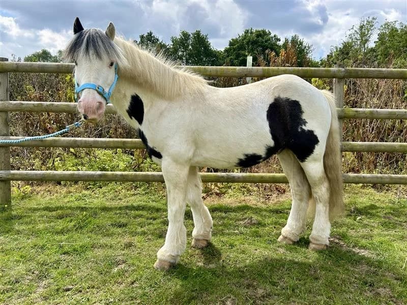 Hugo, male senior Mixed Breed for adoption at Bransby Horses Rescue & Welfare, Lincoln