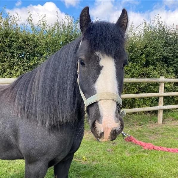 Jim, male senior Mixed Breed for adoption at Bransby Horses Rescue & Welfare, Lincoln