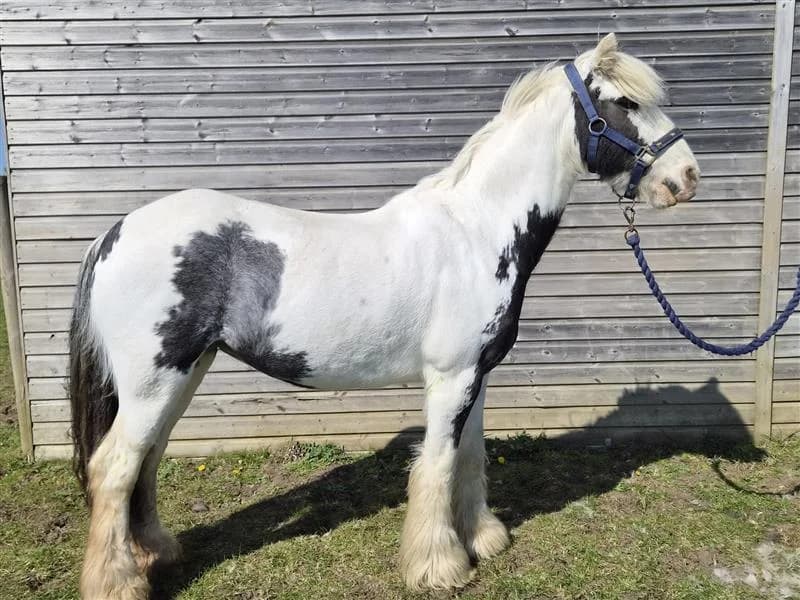 Lagertha, female 6yo Mixed Breed for adoption at Bransby Horses Rescue & Welfare, Lincoln