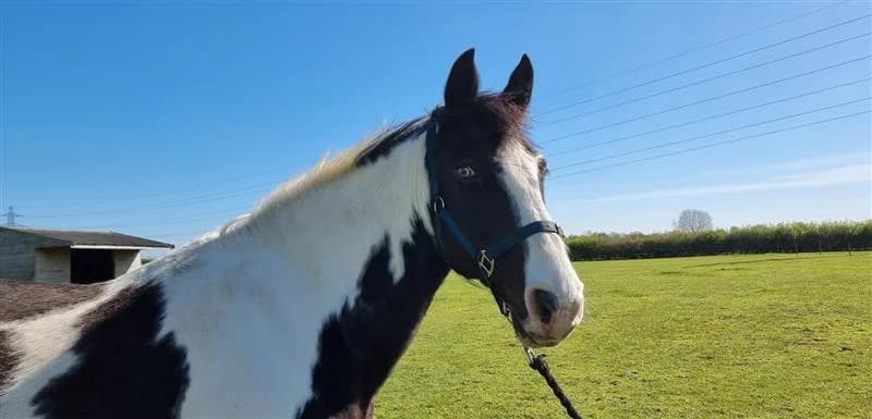 Mary, female senior Mixed Breed for adoption at Bransby Horses Rescue & Welfare, Lincoln