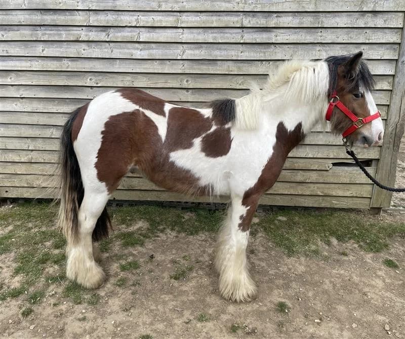 Rouge, male young Mixed Breed for adoption at Bransby Horses Rescue & Welfare, Lincoln