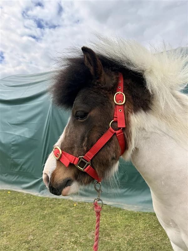 Spitfire, male 4yo Mixed Breed for adoption at Bransby Horses Rescue & Welfare, Lincoln