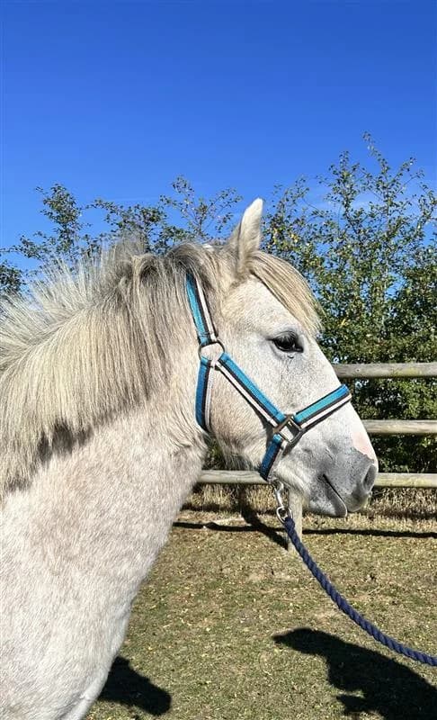 Stacey, female 3yo Mixed Breed for adoption at Bransby Horses Rescue & Welfare, Lincoln