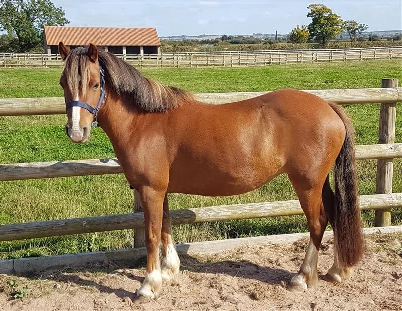 Tawny, female senior Mixed Breed for adoption at Bransby Horses Rescue & Welfare, Lincoln