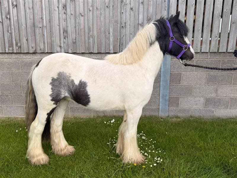 Valentino, male young Mixed Breed for adoption at Bransby Horses Rescue & Welfare, Lincoln