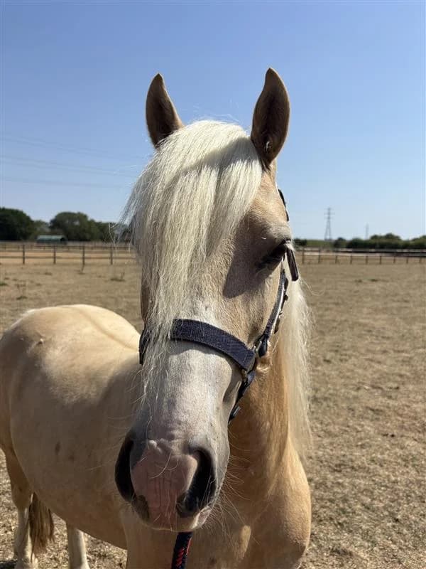 Vecna, male 7yo Mixed Breed for adoption at Bransby Horses Rescue & Welfare, Lincoln