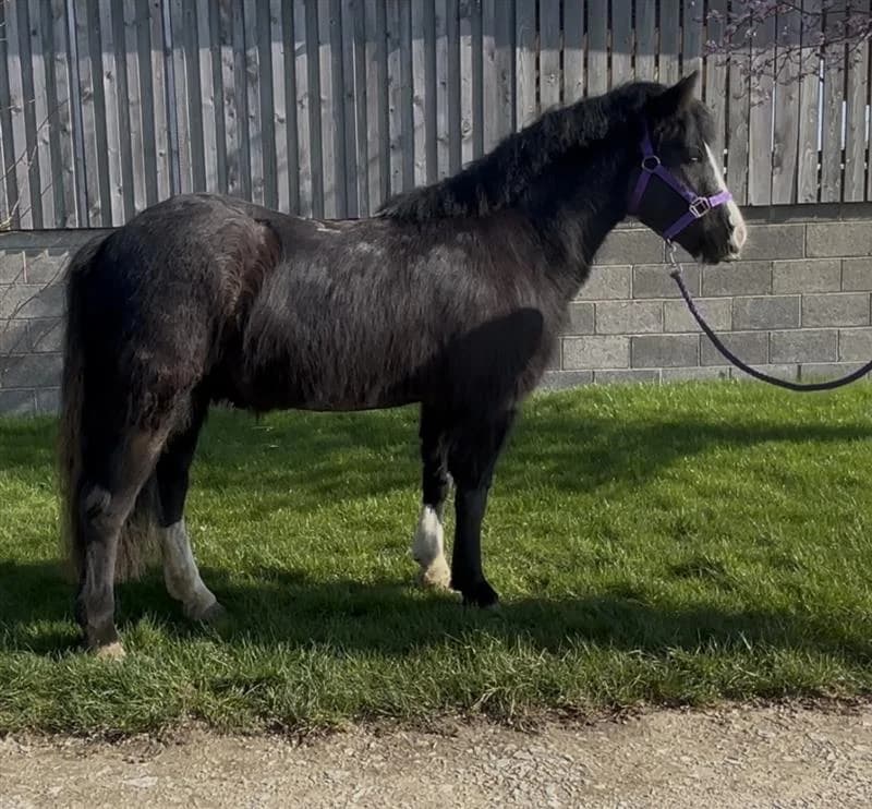 Zander, male 3yo Mixed Breed for adoption at Bransby Horses Rescue & Welfare, Lincoln