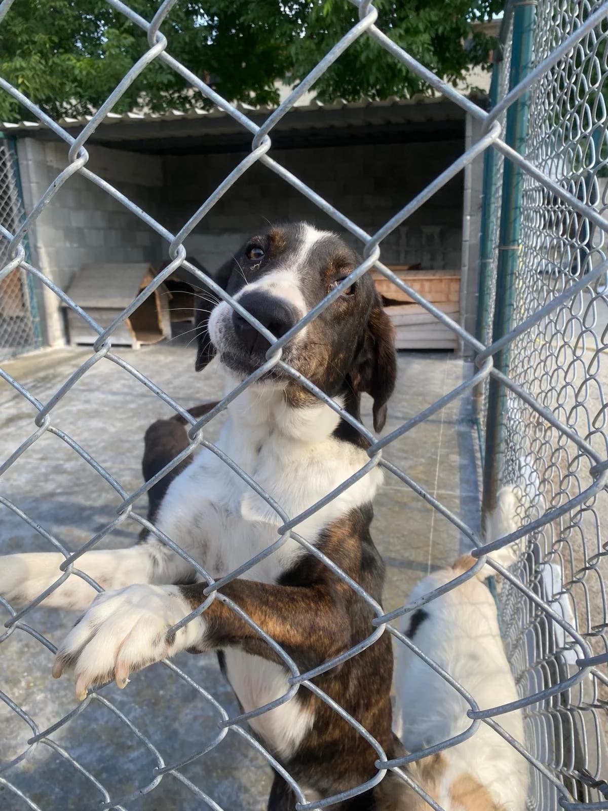 Elin, female 3yo Mixed Breed for adoption at Break the Chains for Dogs BG/UK