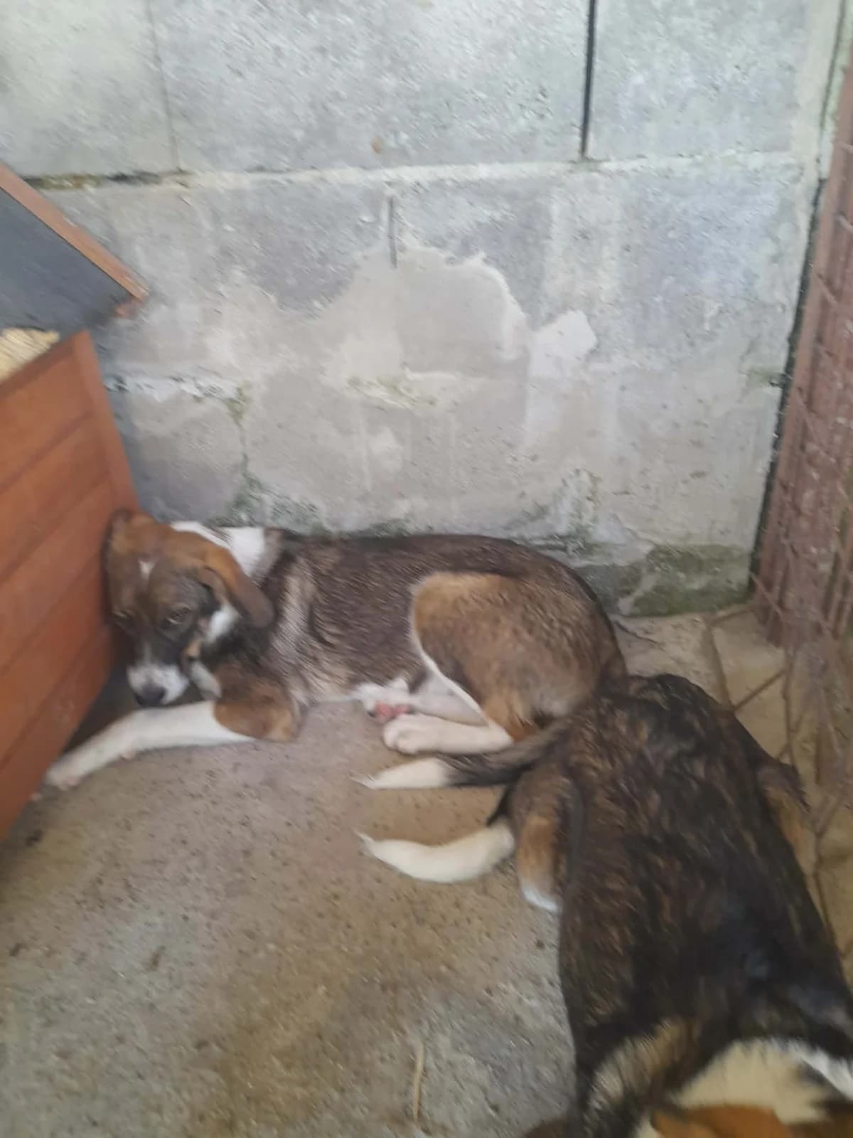 Nemo, male puppy Mixed Breed for adoption at Break the Chains for Dogs BG/UK