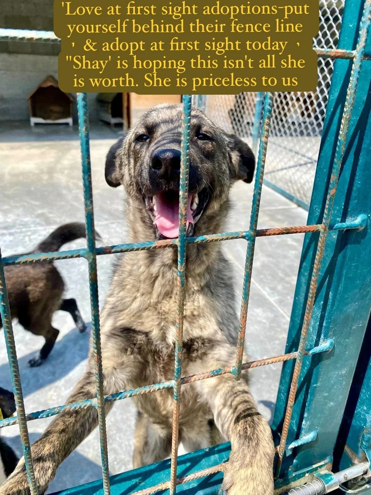 Shay, female young Mixed Breed for adoption at Break the Chains for Dogs BG/UK