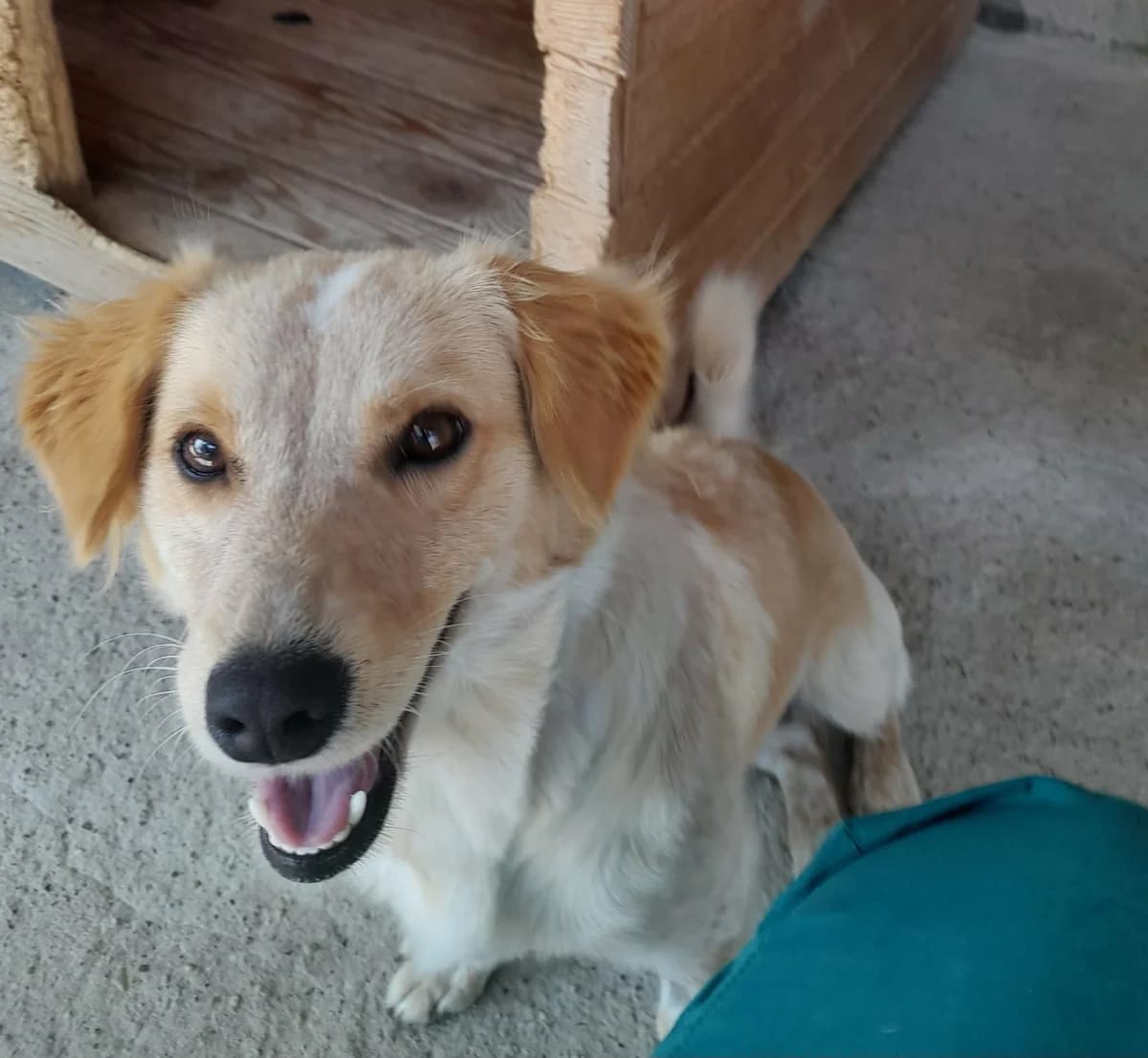 Sun, female 5yo Mixed Breed for adoption at Break the Chains for Dogs BG/UK