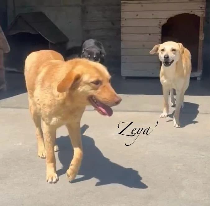 Zeya, female young Mixed Breed for adoption at Break the Chains for Dogs BG/UK