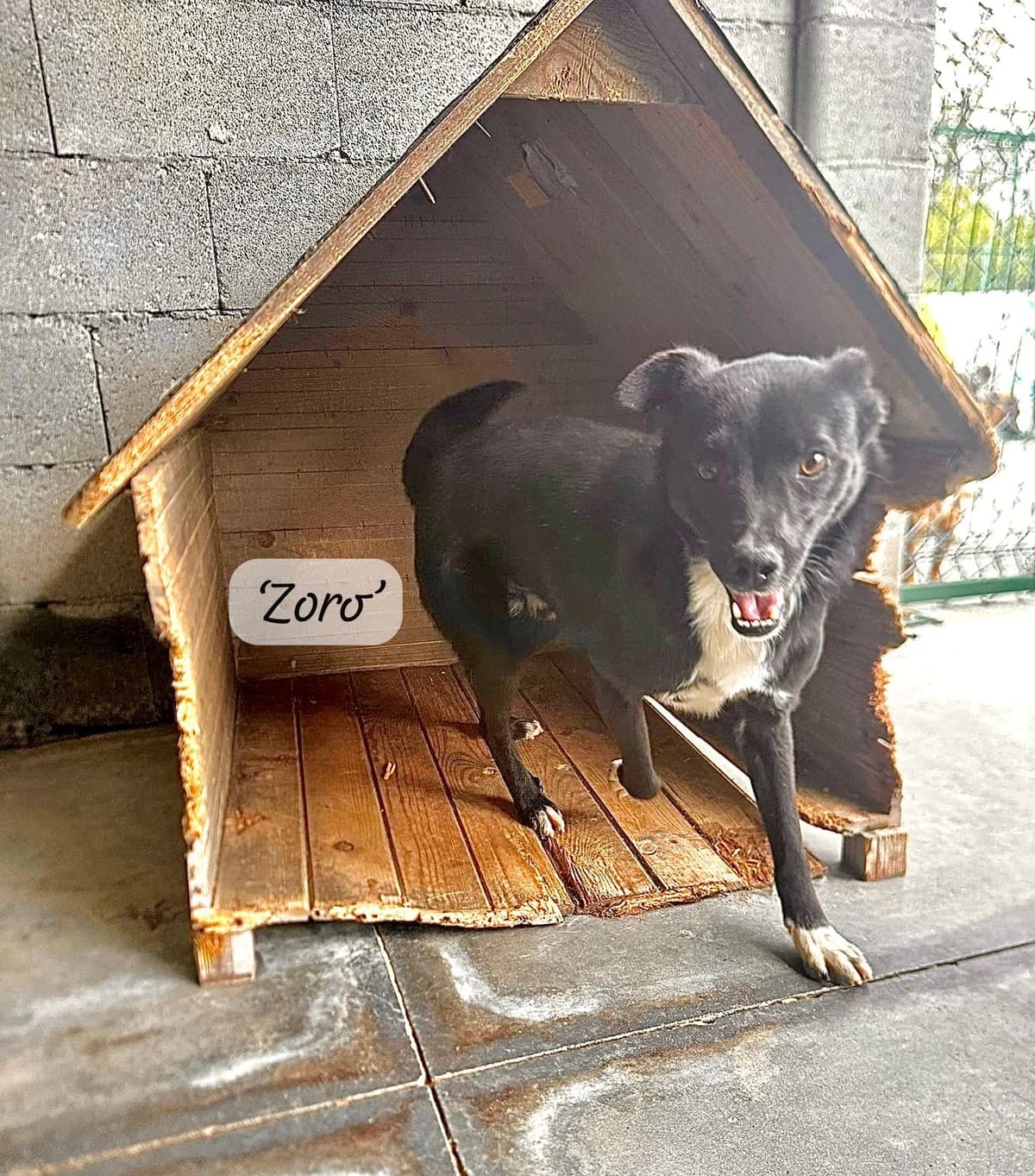 Zoro, male young Mixed Breed for adoption at Break the Chains for Dogs BG/UK