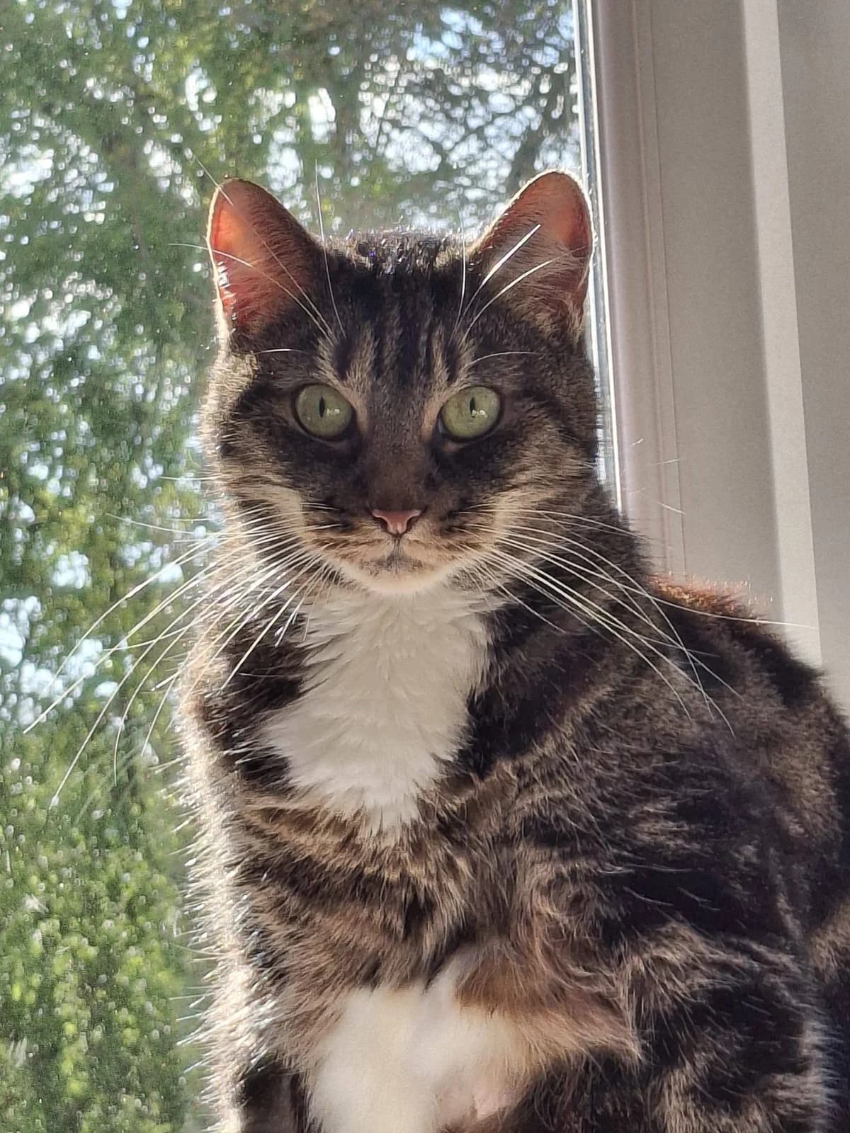 Rosie, brown tabby female Mixed Breed for adoption at Bristol Animal Rescue Centre, Bristol — photo 2 of 30