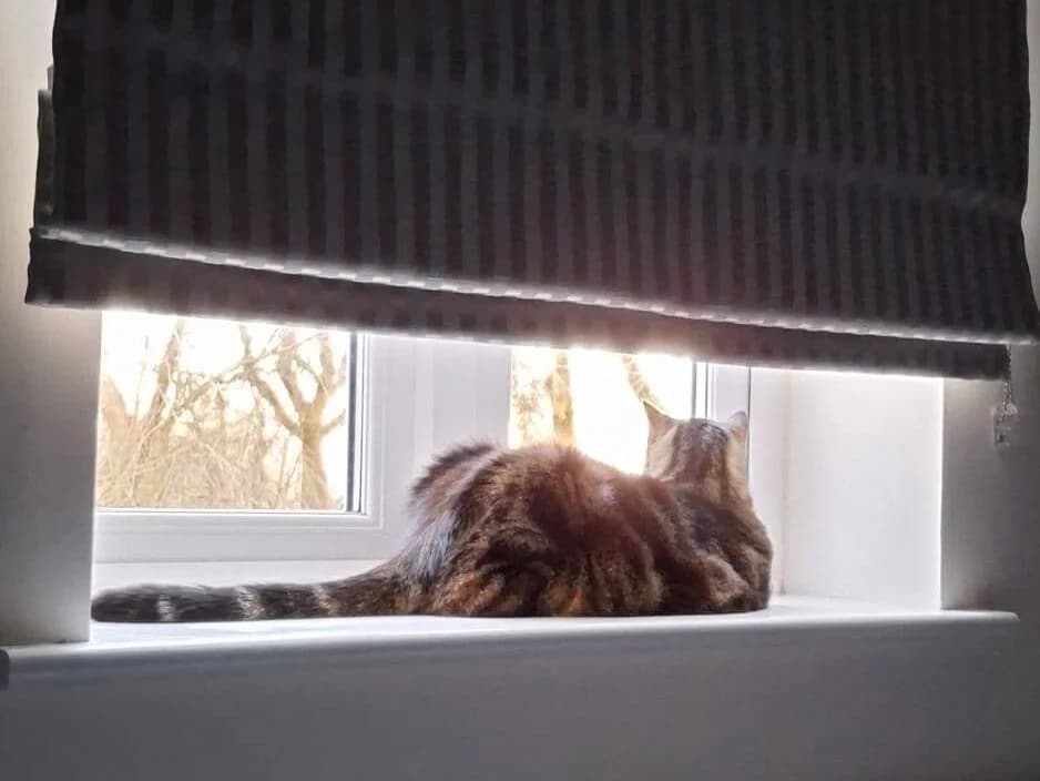 Rosie, brown tabby female Mixed Breed for adoption at Bristol Animal Rescue Centre, Bristol — photo 3 of 30