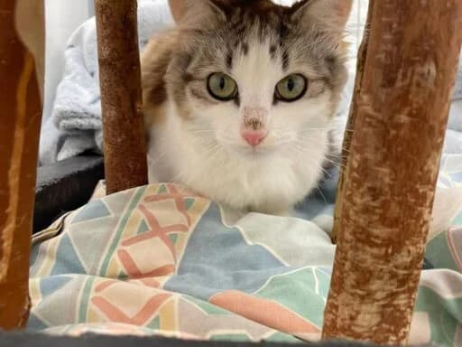 Rosie, brown tabby female Mixed Breed for adoption at Bristol Animal Rescue Centre, Bristol — photo 6 of 30