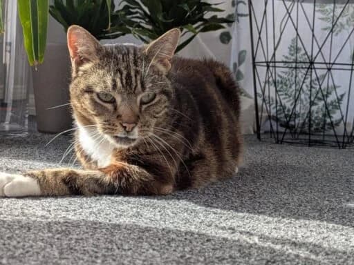 Rosie, brown tabby female Mixed Breed for adoption at Bristol Animal Rescue Centre, Bristol — photo 7 of 30