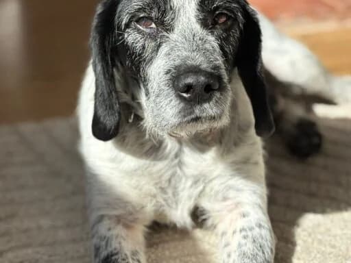 Rosie, brown tabby female Mixed Breed for adoption at Bristol Animal Rescue Centre, Bristol — photo 8 of 30