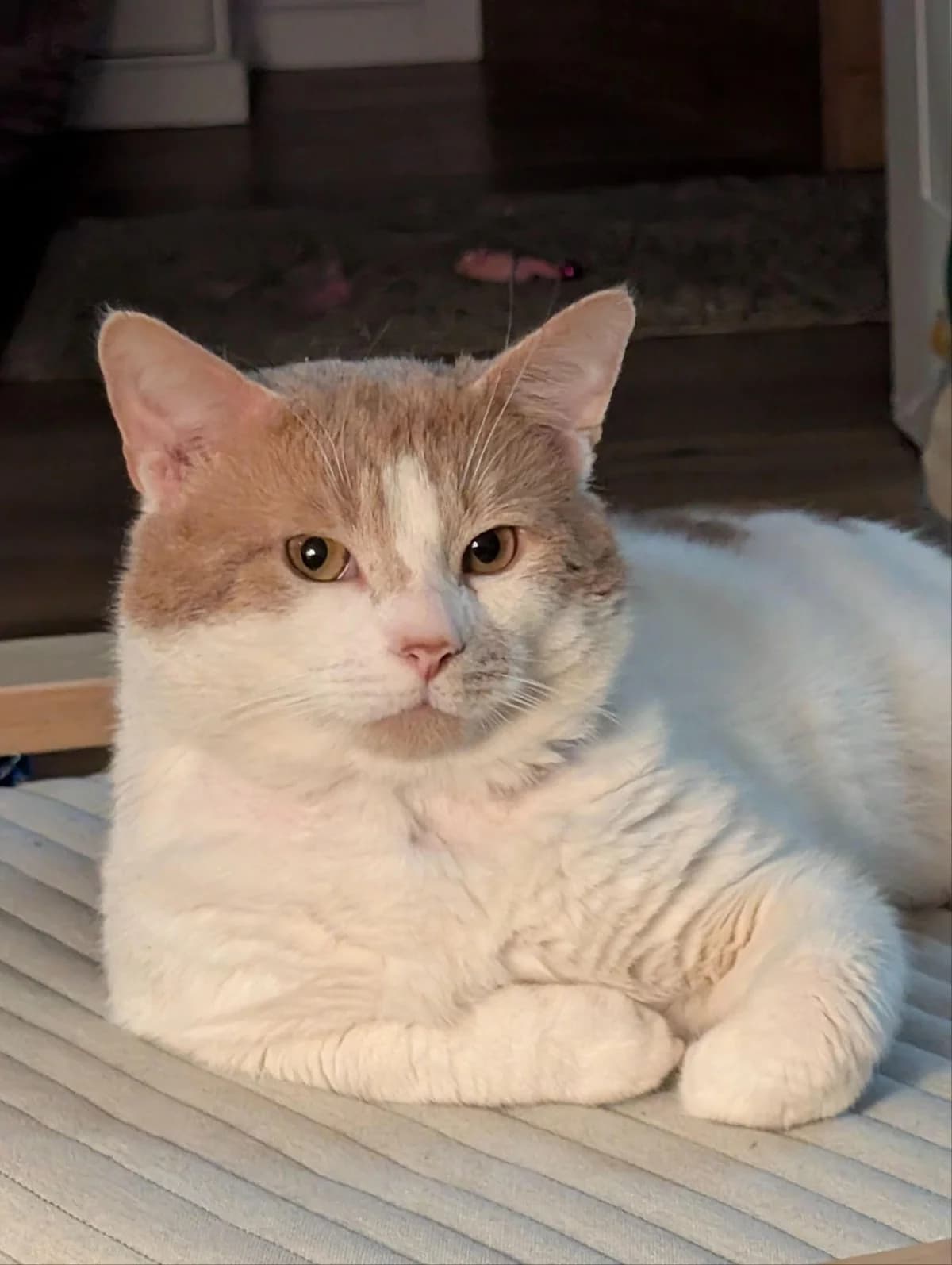 Al, male 5yo Mixed Breed Cat for adoption at Bristol Animal Rescue Centre, Bristol