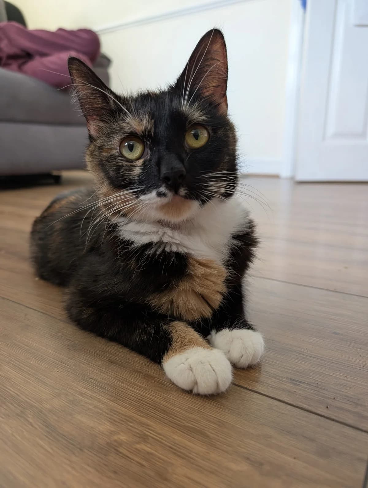 Alexis, female young Mixed Breed Cat for adoption at Bristol Animal Rescue Centre, Bristol