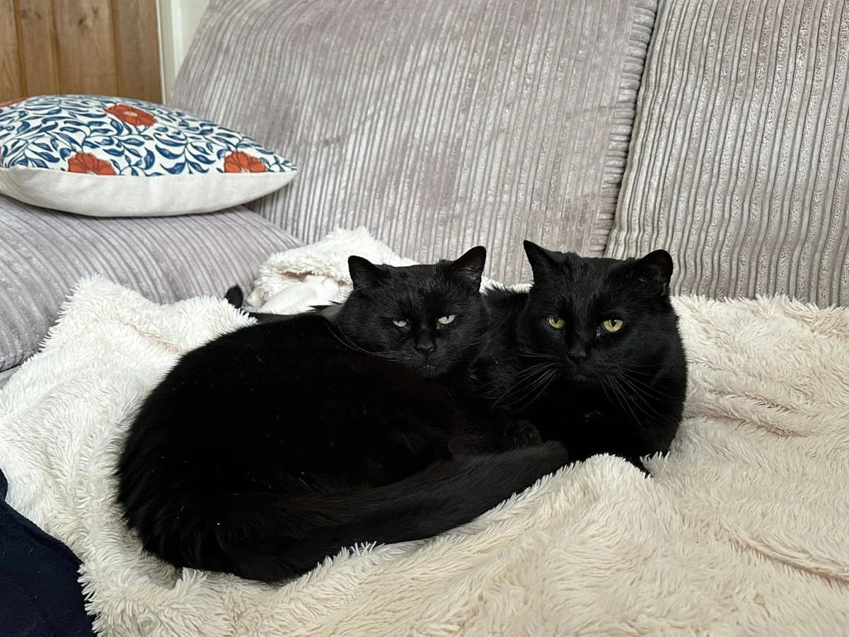Andi and Angel, female Mixed Breed Cat for adoption at Bristol Animal Rescue Centre, Bristol
