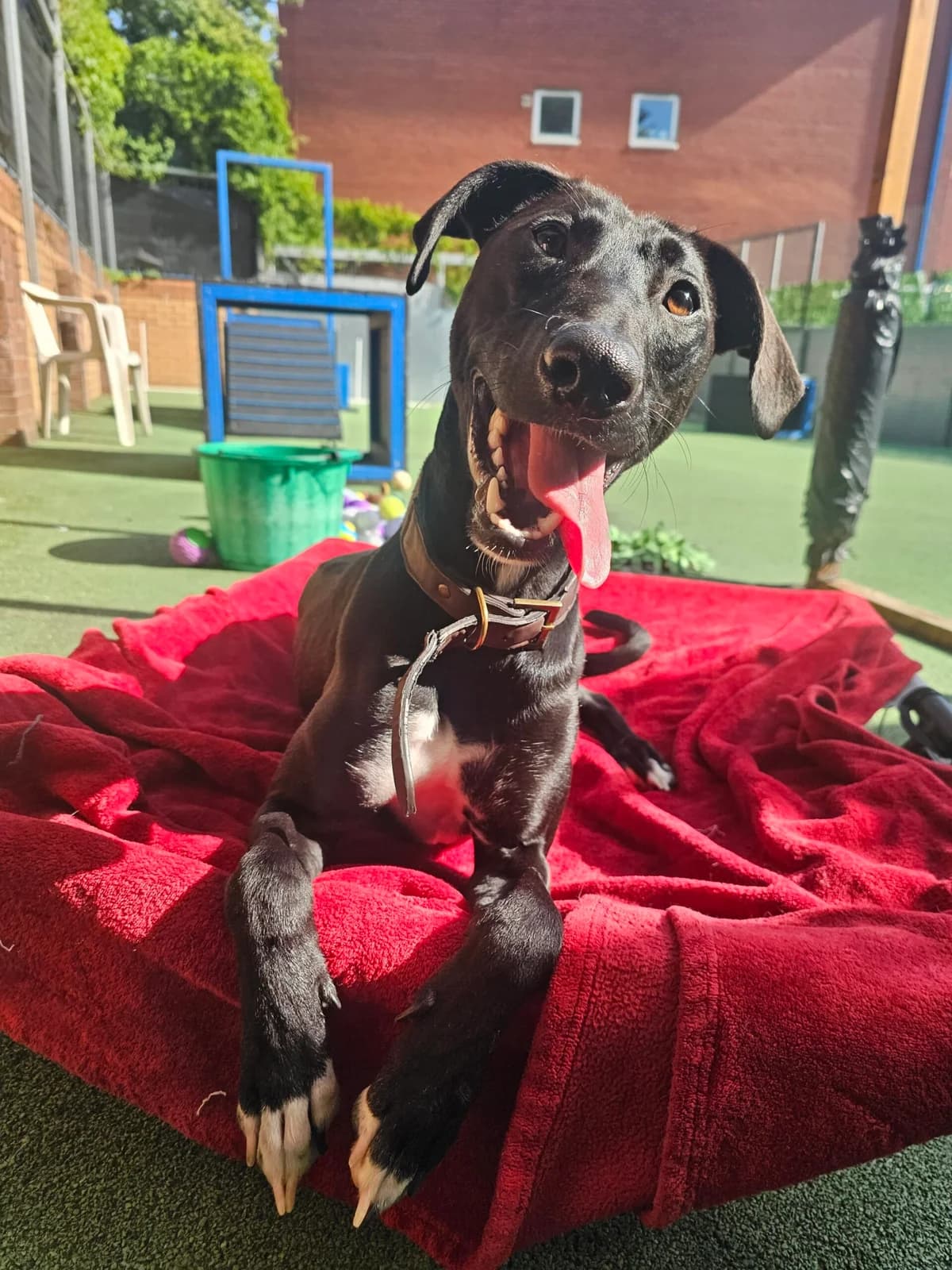 Archer, male puppy Lurcher for adoption at Bristol Animal Rescue Centre, Bristol