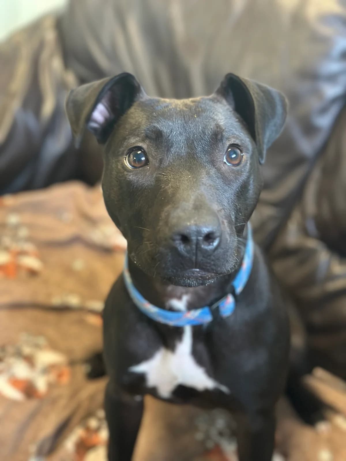Autumn, female puppy Mixed Breed for adoption at Bristol Animal Rescue Centre, Bristol