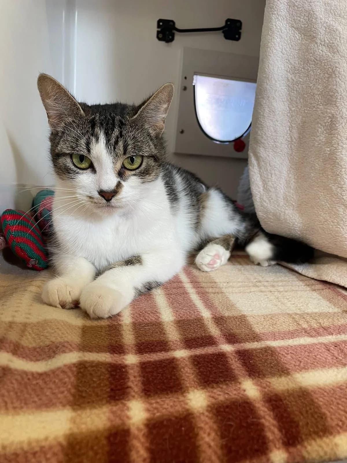 Juno, tabby and white female mixed breed for adoption at Bristol Animal Rescue Centre, Bristol — photo 2 of 31