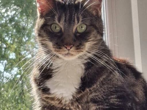 Juno, tabby and white female mixed breed for adoption at Bristol Animal Rescue Centre, Bristol — photo 6 of 31