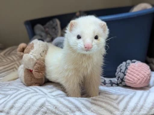 Juno, tabby and white female mixed breed for adoption at Bristol Animal Rescue Centre, Bristol — photo 8 of 31