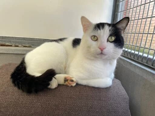 Barclay, fawn male mixed breed for adoption at Bristol Animal Rescue Centre, Bristol — photo 8 of 31