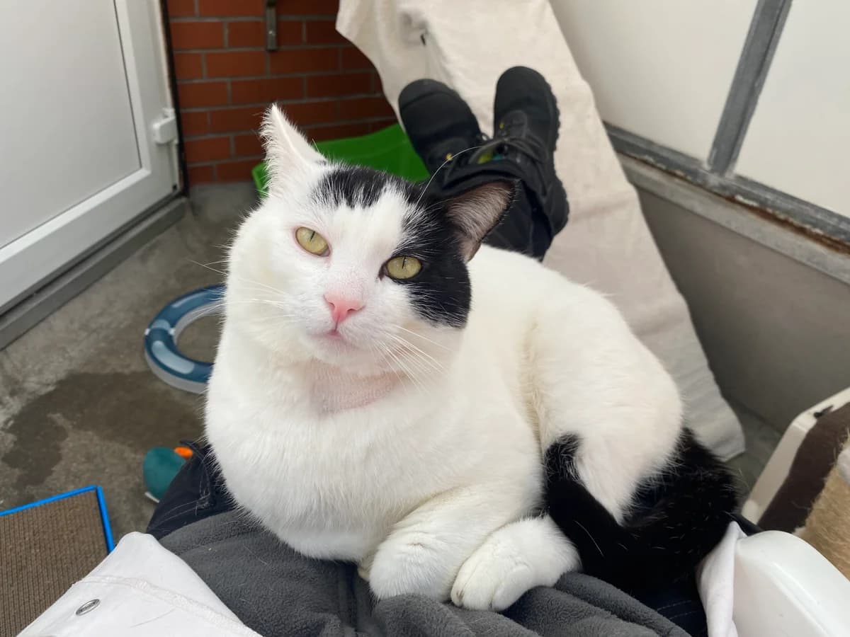 Bernie, white male mixed breed for adoption at Bristol Animal Rescue Centre, Bristol — photo 2 of 33