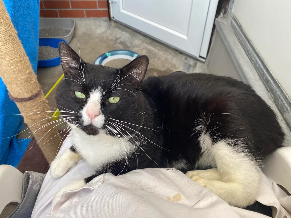 Bruiser, male Mixed Breed Cat for adoption at Bristol Animal Rescue Centre, Bristol