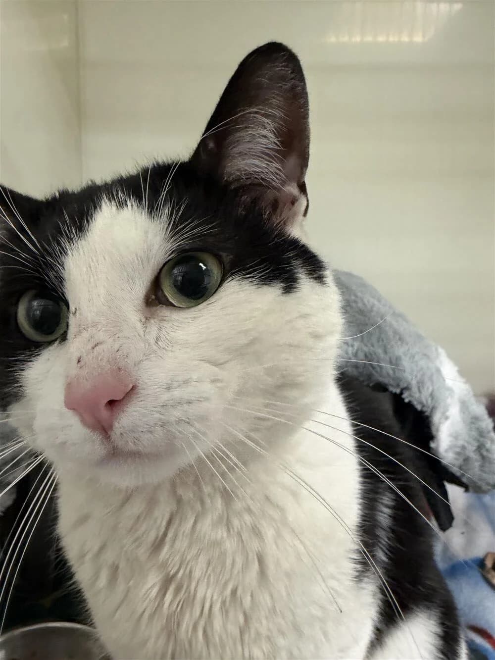 Colin, Mixed Breed Cat (Bristol Animal Rescue Centre)
