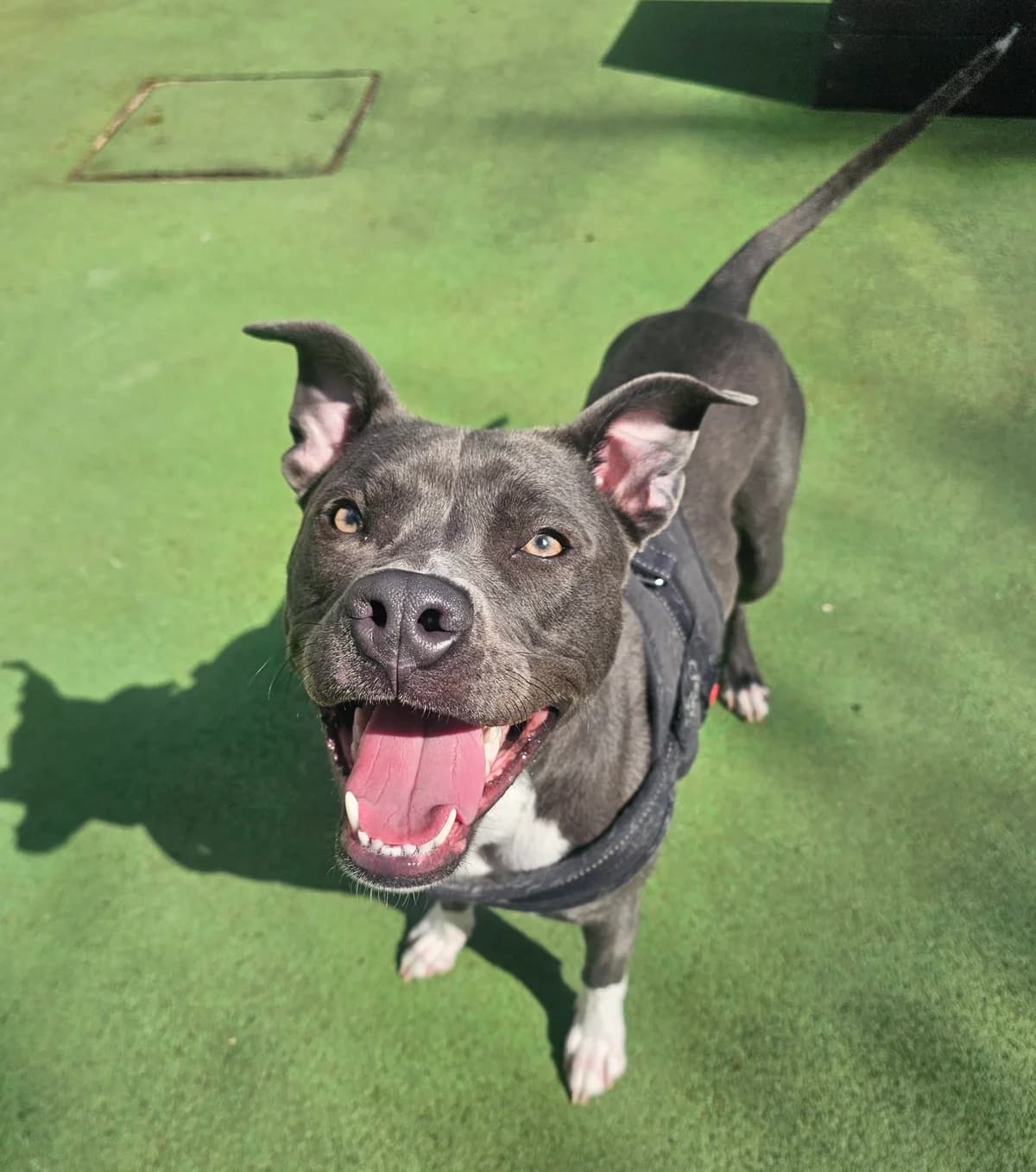 Dakota, female young Mixed Breed for adoption at Bristol Animal Rescue Centre, Bristol