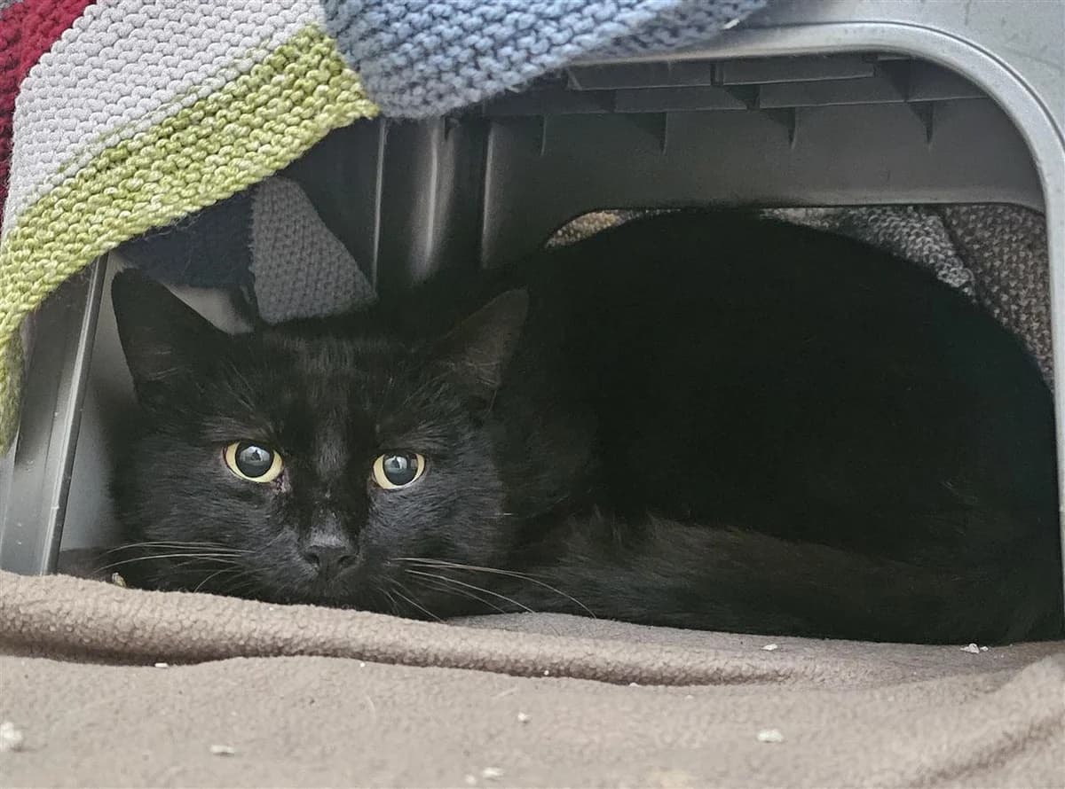 Dwayne, male Mixed Breed Cat for adoption at Bristol Animal Rescue Centre, Bristol