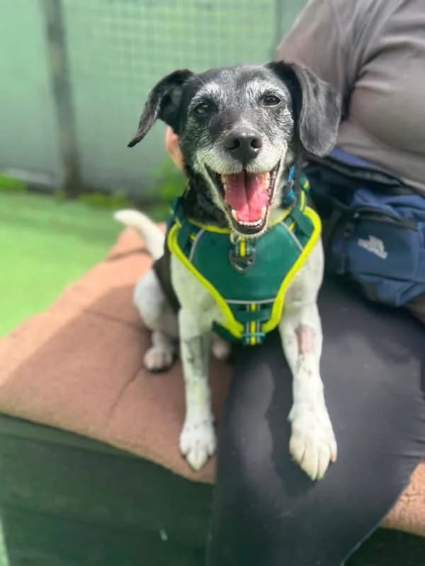 Eagle, male senior Beagle for adoption at Bristol Animal Rescue Centre, Bristol